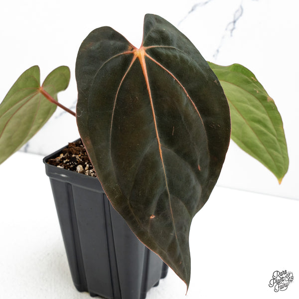 Anthurium (Carlablackiae x Ace of Spades) x Antolakii (Previously BVEP) (wk48-E)