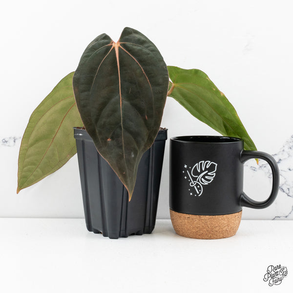 Anthurium (Carlablackiae x Ace of Spades) x Antolakii (Previously BVEP) (wk48-E)