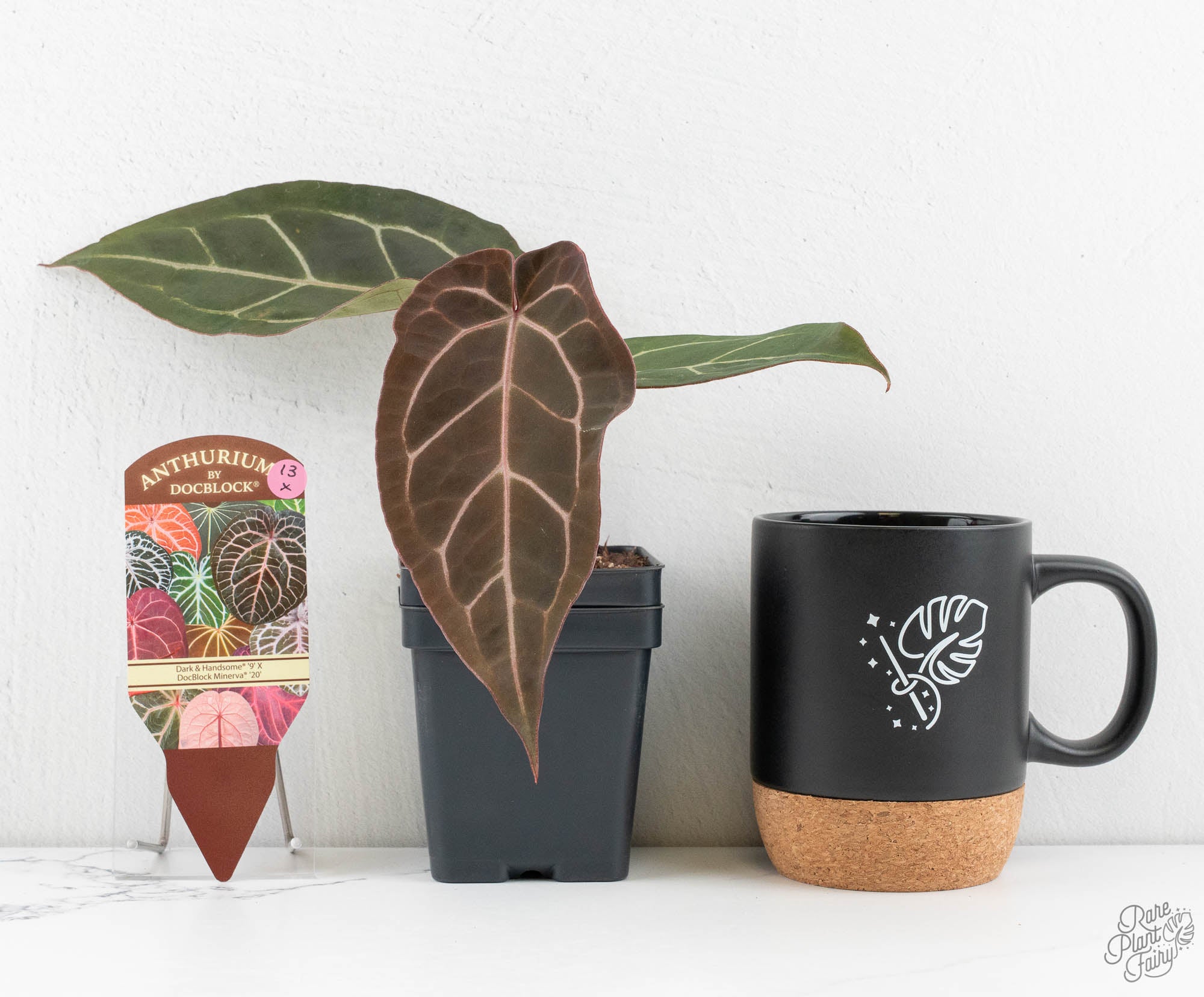 Anthurium Dark & Handsome '9' x Minerva '20' by DocBlock® (wk13-X
