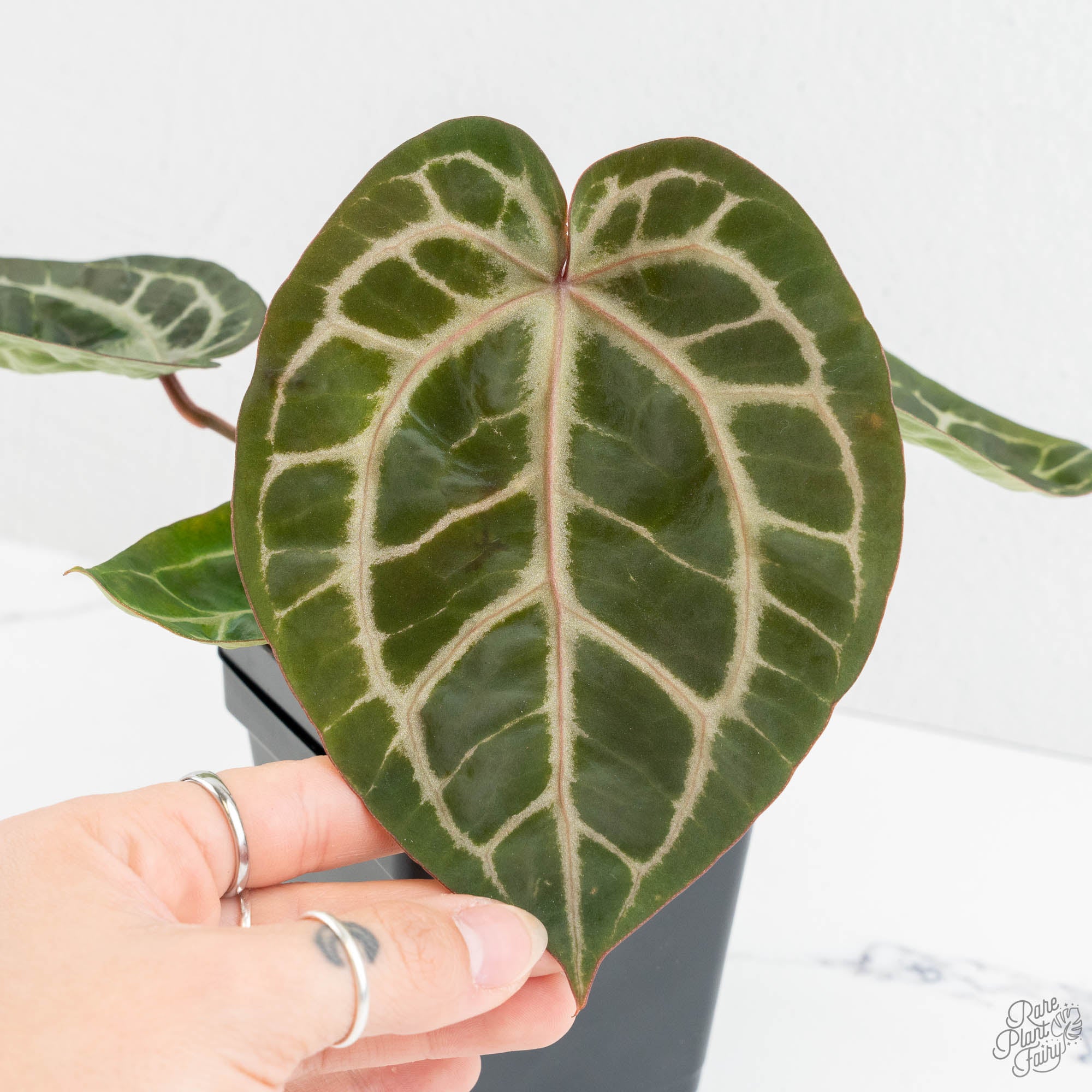 Anthurium Michelle '10' x Home, Sweet Home '32' by DocBlock® (wk14