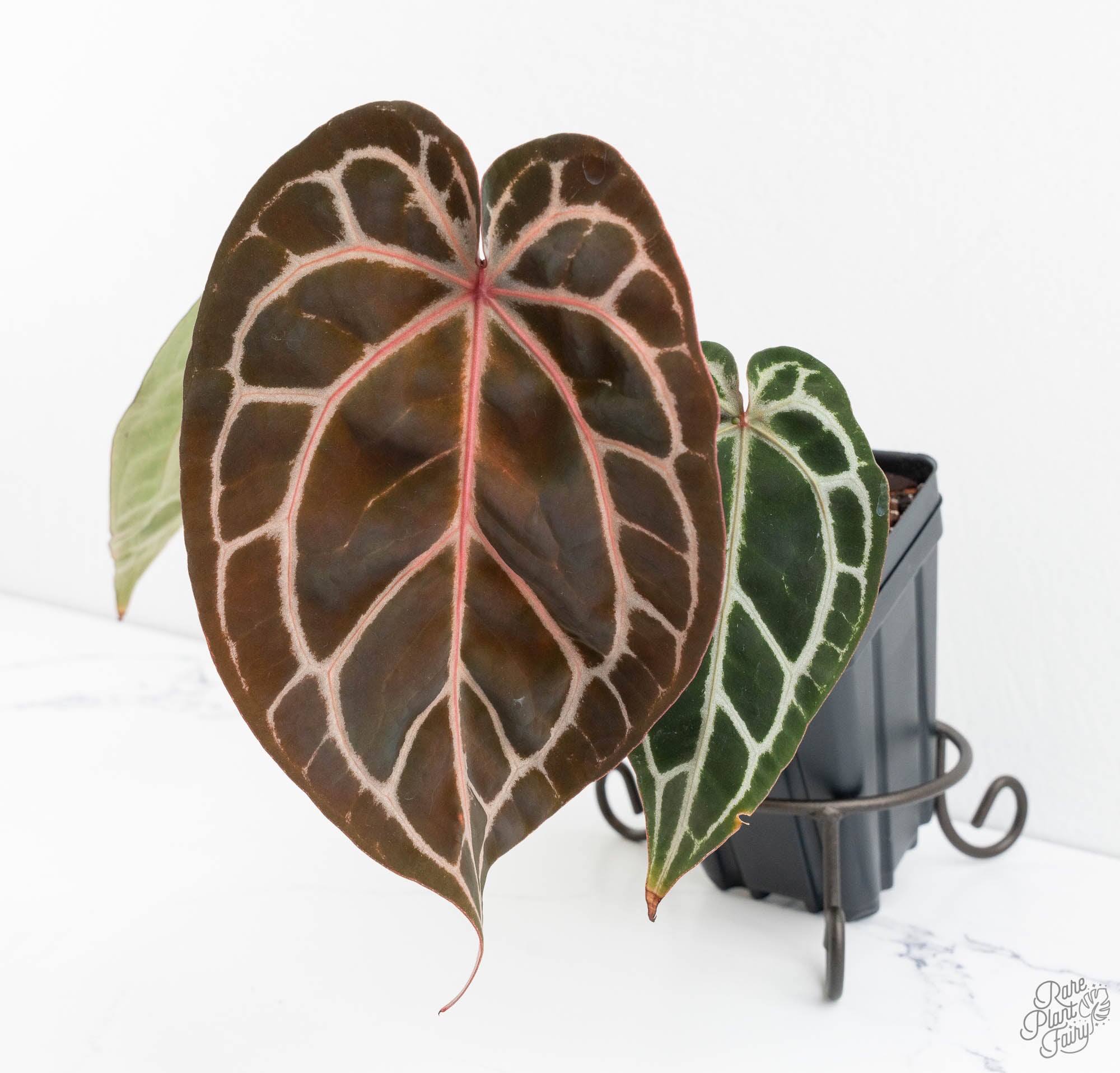 Anthurium Michelle Hot Pink '23' x Zara '14' by DocBlock® (wk13-B