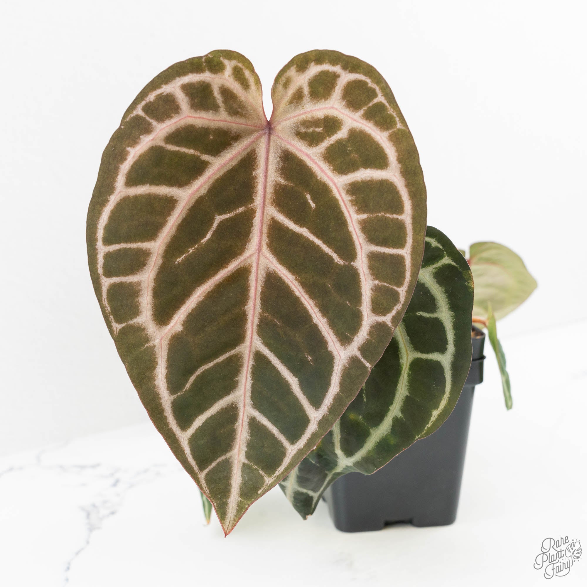 Anthurium Michelle Hot Pink '23' x Zara '14' by DocBlock® (wk14-I