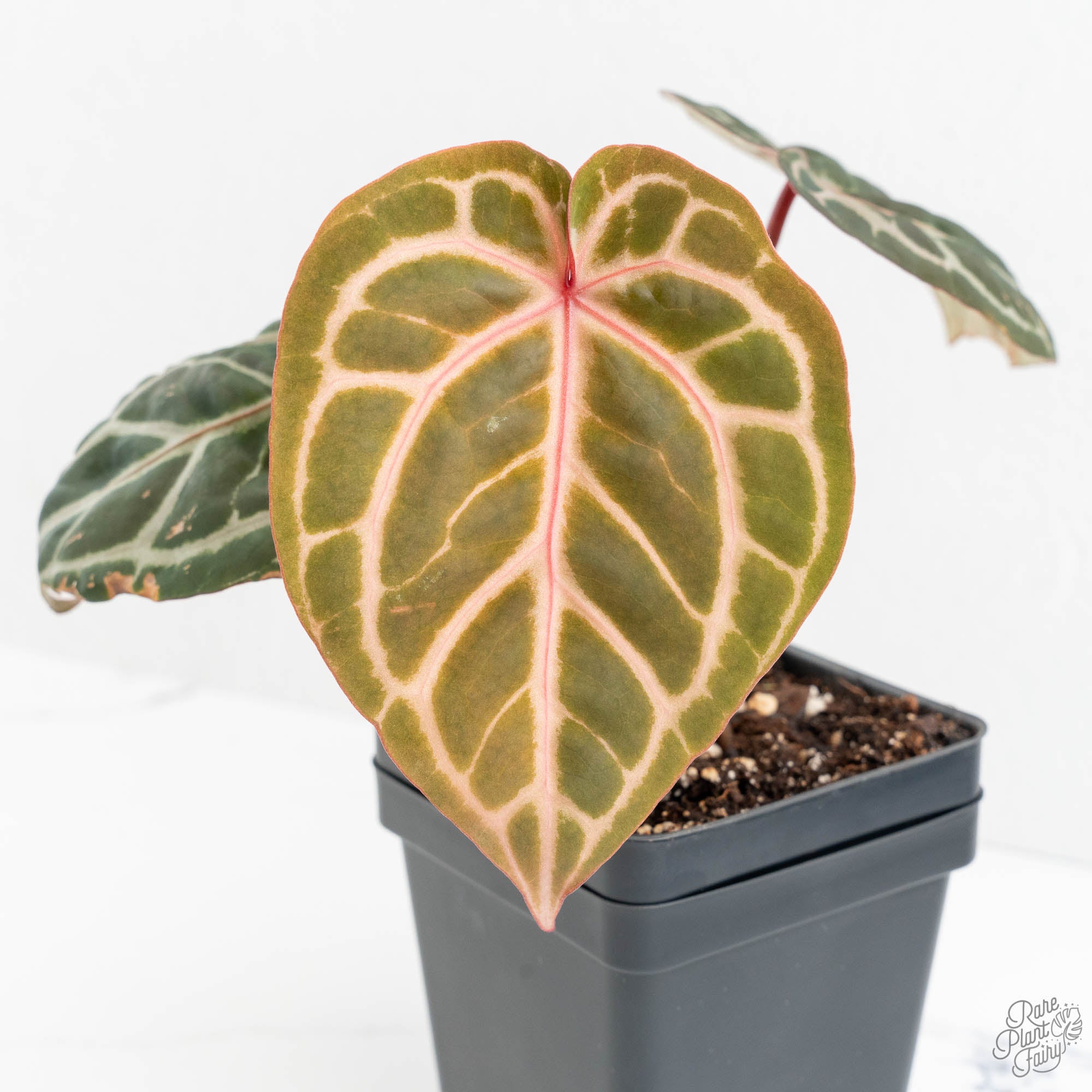 Anthurium Michelle Hot Pink '23' x Zara '14' by DocBlock® (wk14-M