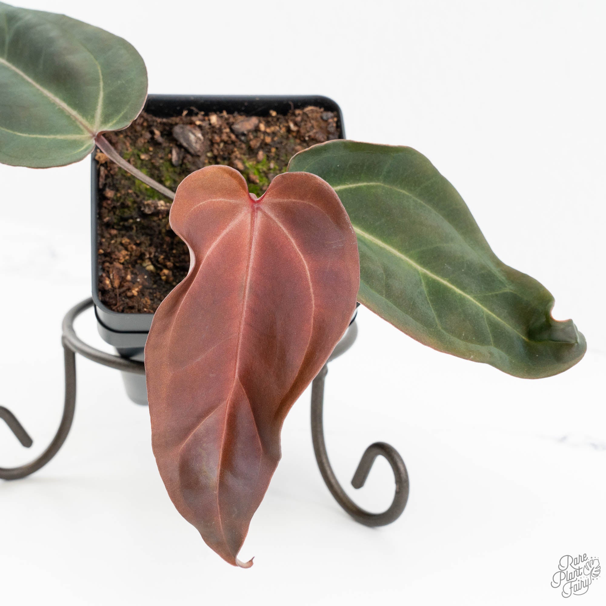 m*e様 Anthurium red velvet cake Anthurium Red Velvet Cake '24' x Dark & Handsome '9' by DocBlock