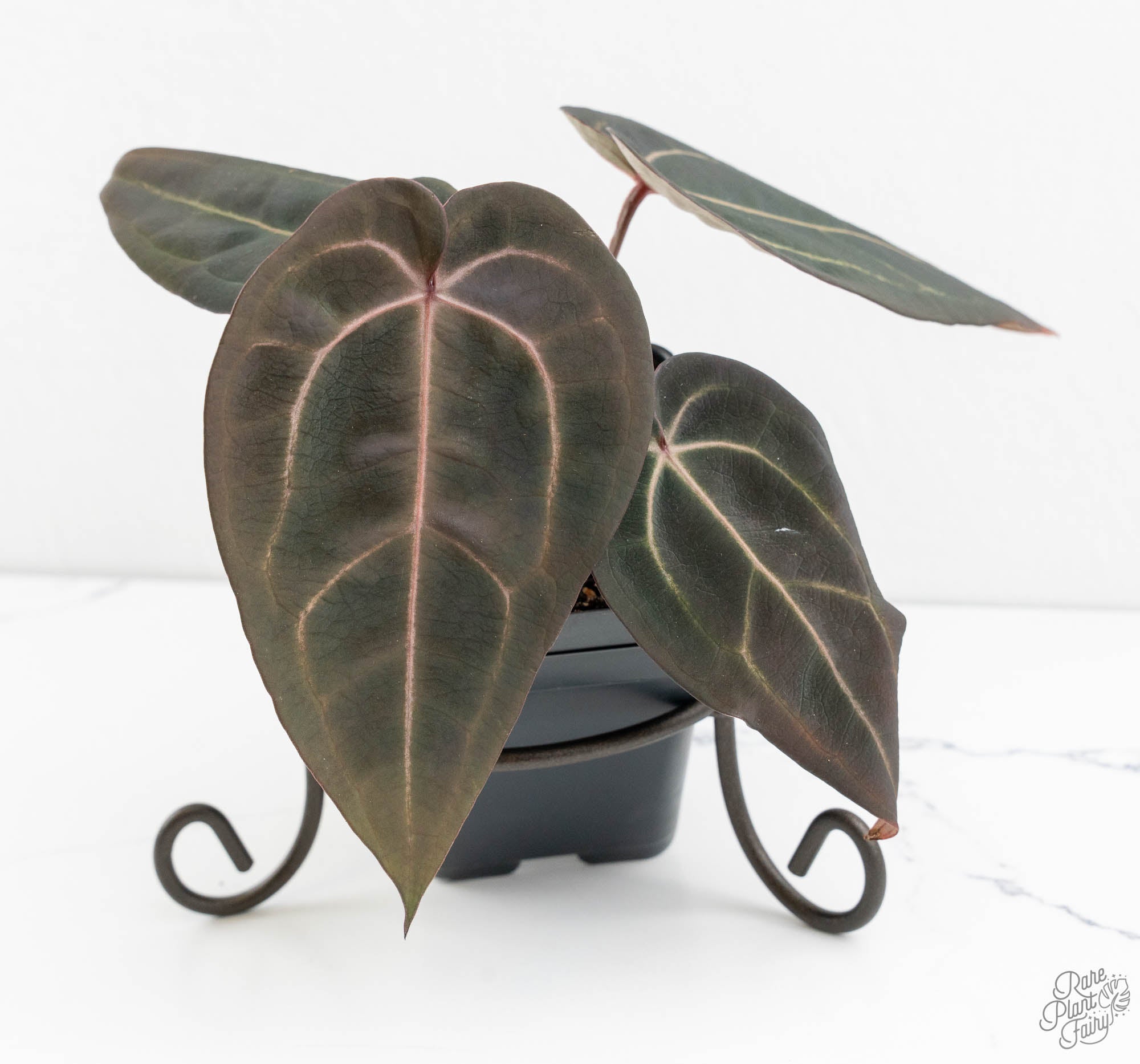 Anthurium Red Velvet Cake '24' x Red Velvet Cake '24' by DocBlock