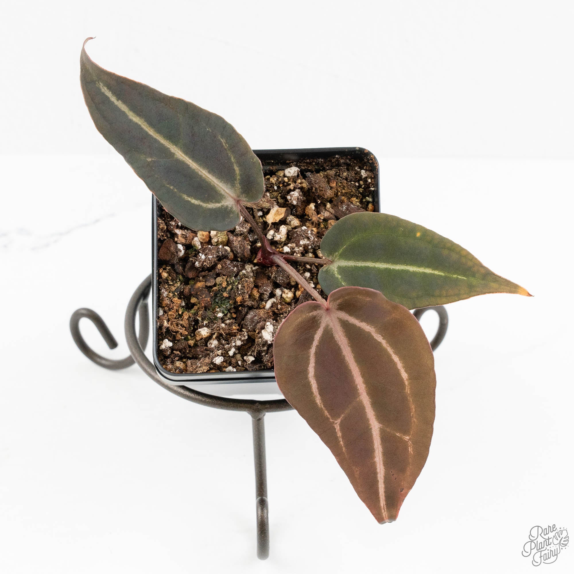 Anthurium Red Velvet Cake '24' x Red Velvet Cake '24' by DocBlock