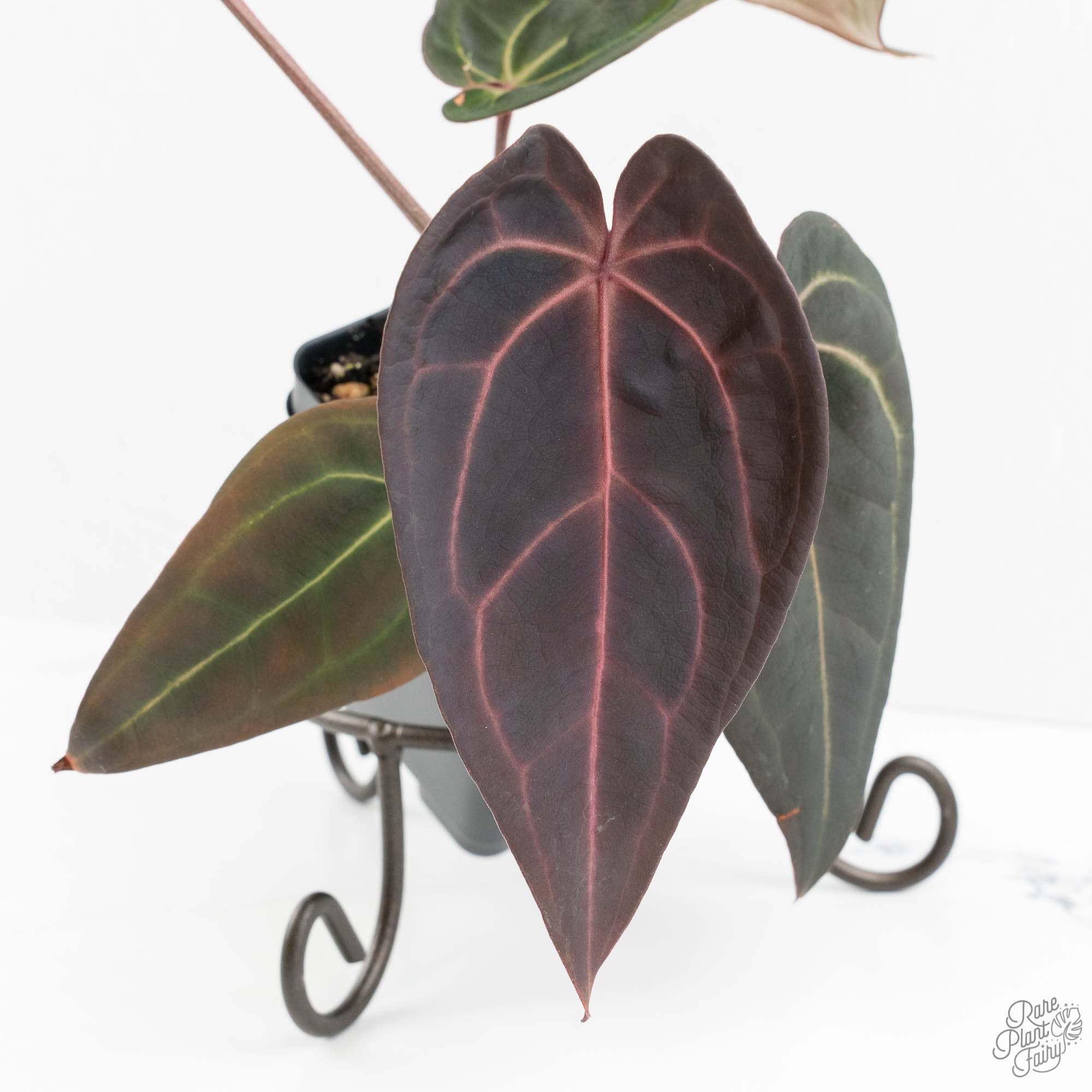 m*e様 Anthurium red velvet cake Anthurium Red Velvet Cake '24' x Red Velvet Cake '24' by DocBlock
