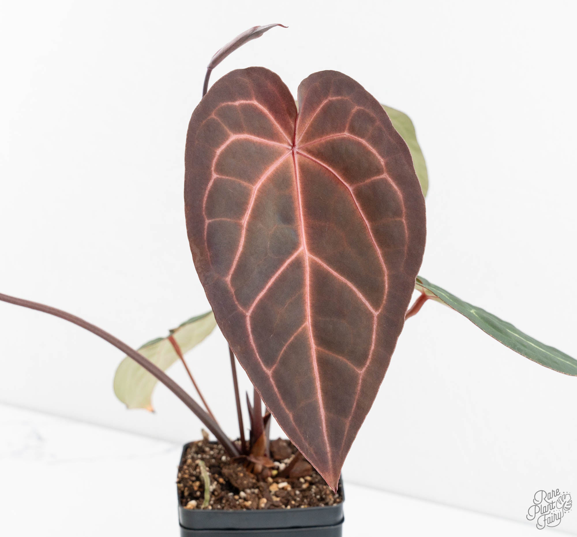 Anthurium Red Velvet Cake '24' x Zara '29' by DocBlock® (wk13-O