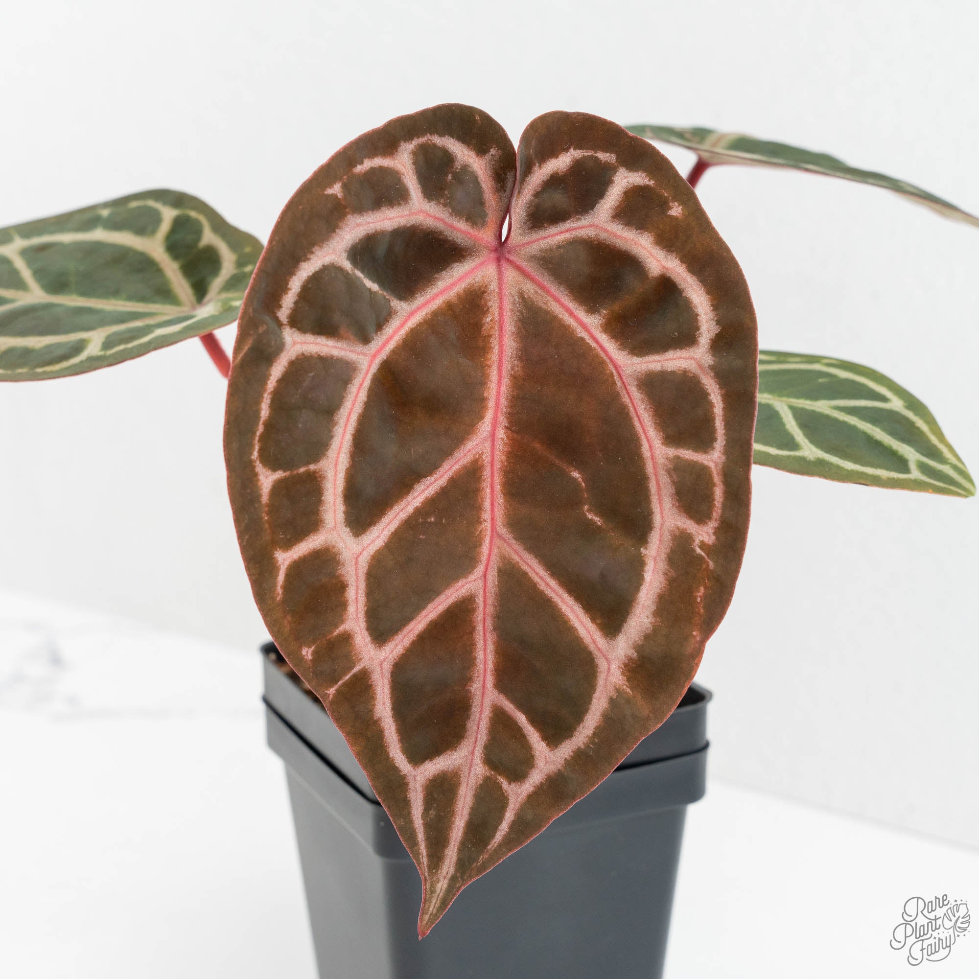 Anthurium Zara '31' x Zara '14' by DocBlock® (wk14-H) – Rare Plant