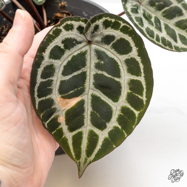 Anthurium Zara '31' x Tortoise Shell Grey '36' by DocBlock® (wk51-AA)