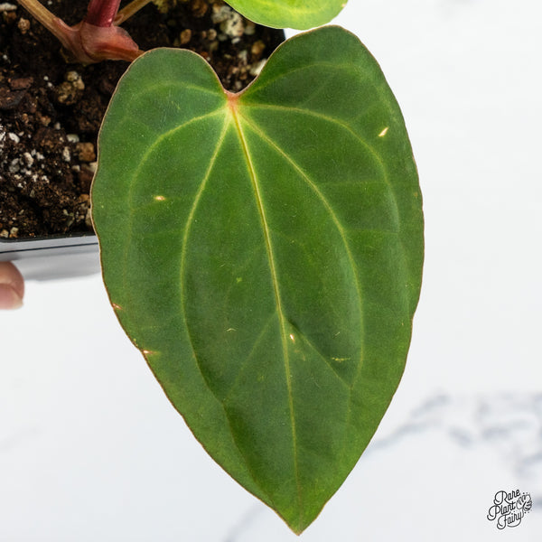 Anthurium Carlablackiae x Kunayalense (wk49-R)