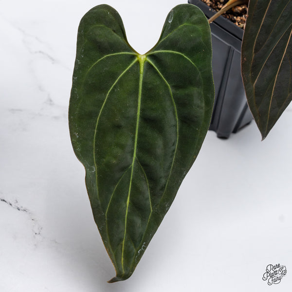 Anthurium 'Carlablackiae' x 'Papillilaminum' (wk45-C)