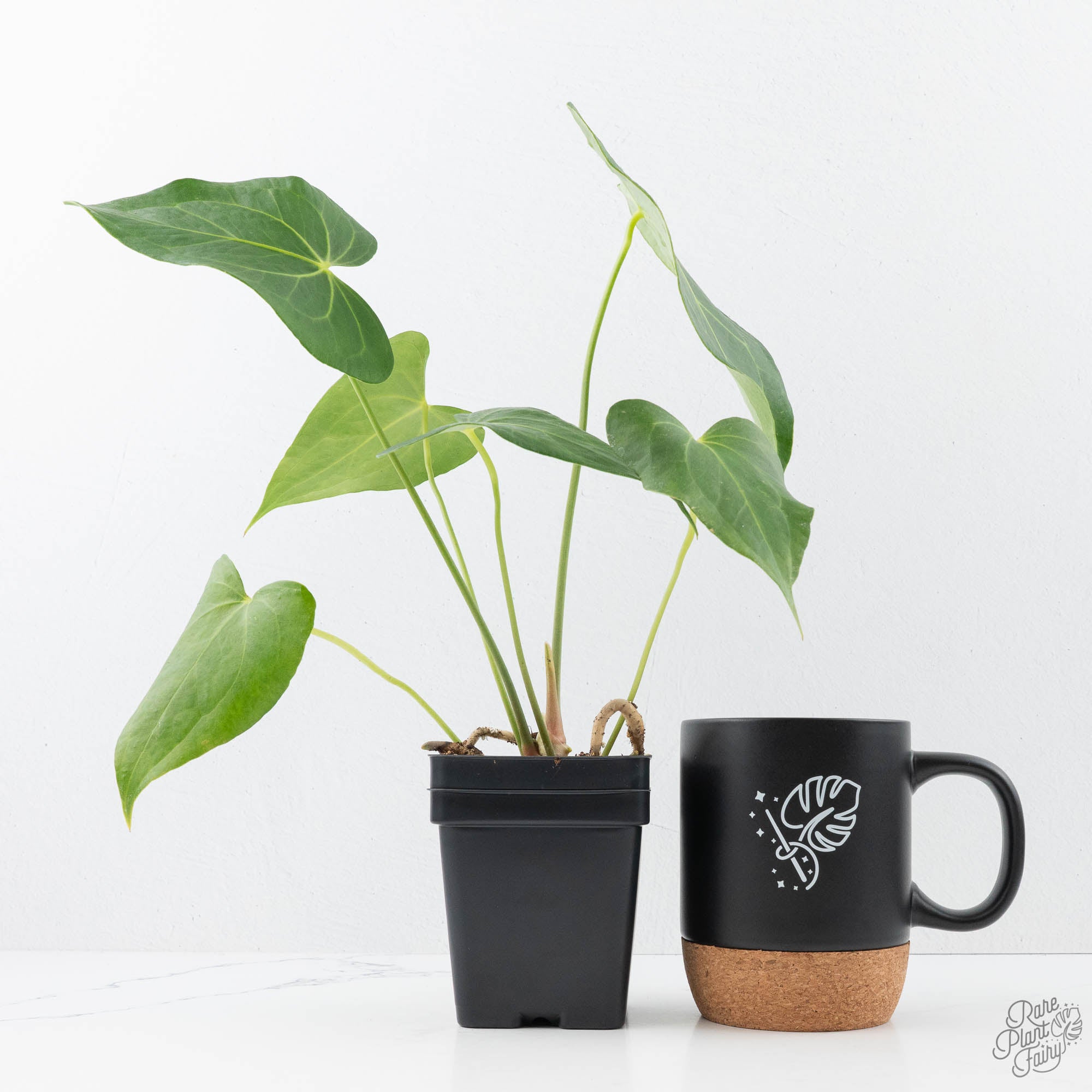 anthurium pedatoradiatum Anthurium clarinervium x pedatoradiatum (wk21-N)
