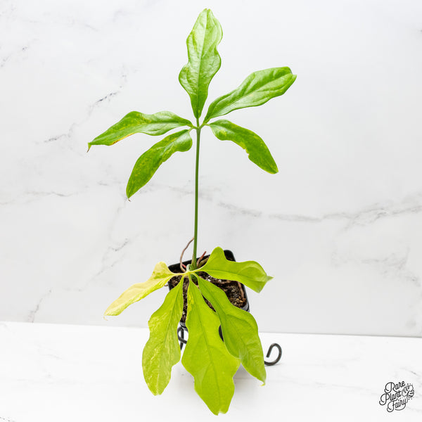 Anthurium Clavigerum Variegated (wk3-I)