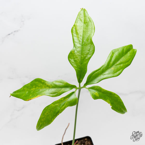 Anthurium Clavigerum Variegated (wk3-I)