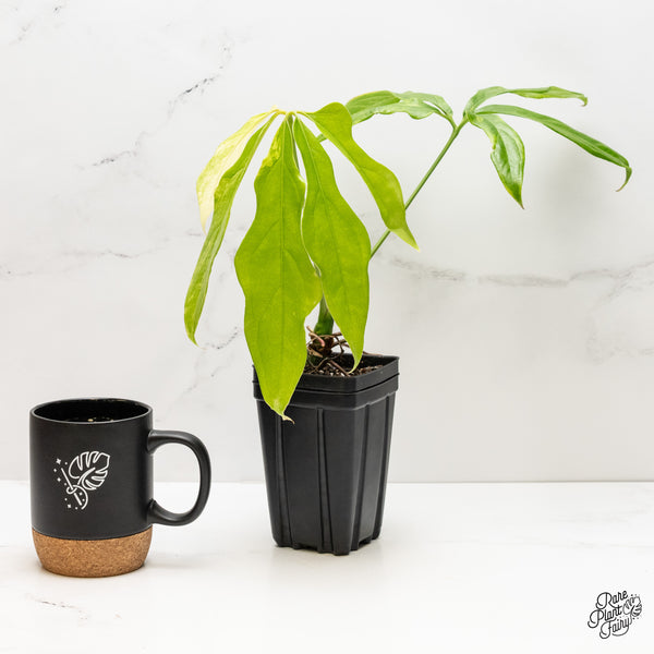 Anthurium Clavigerum Variegated (wk3-I)