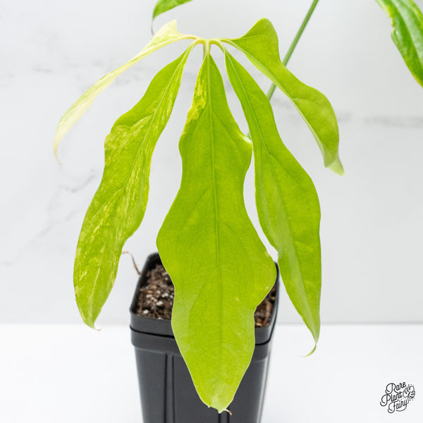 Anthurium Clavigerum Variegated (wk3-I)