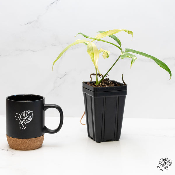 Anthurium Clavigerum Variegated (wk4-A)