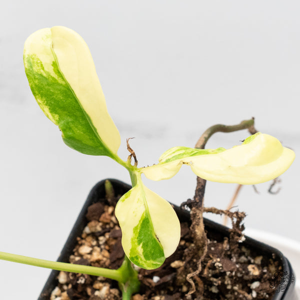 Anthurium Clavigerum Variegated (wk4-A)