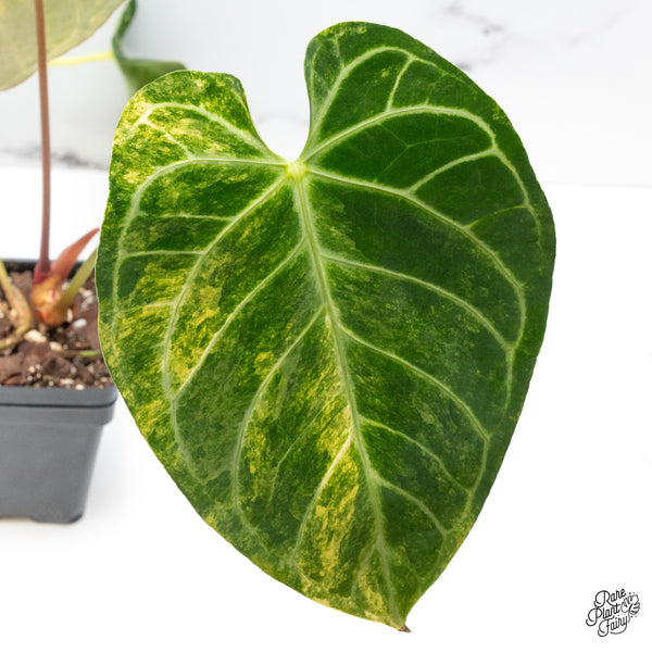 Anthurium Crystallinum Variegated (wk43-V)