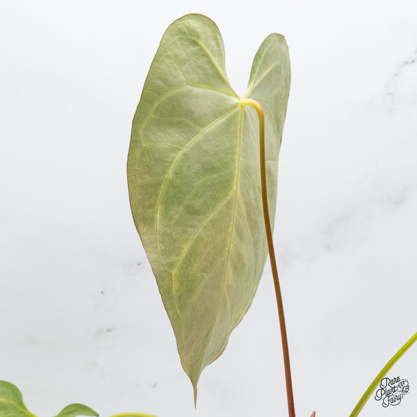 Anthurium Crystallinum Variegated (wk43-V)