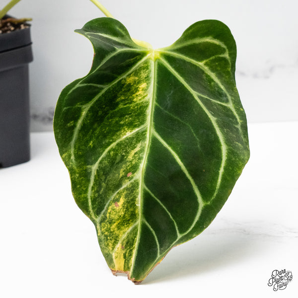 Anthurium Crystallinum Variegated (wk43-V)