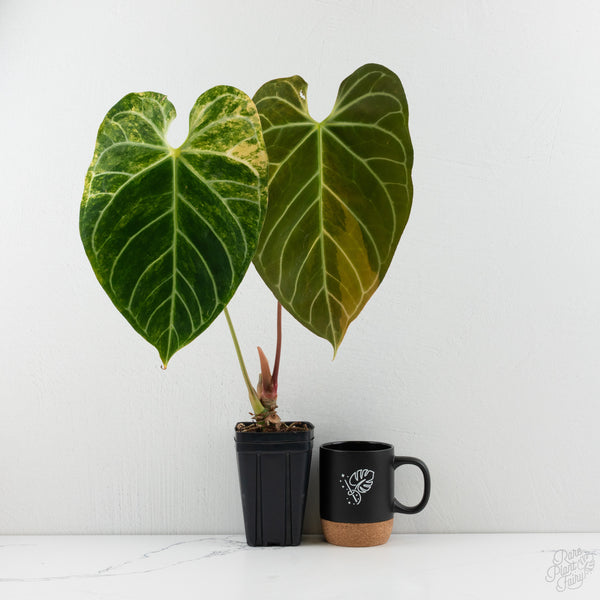 Anthurium Crystallinum variegated (wk8-UF)