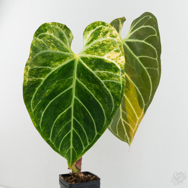 Anthurium Crystallinum variegated (wk8-UF)