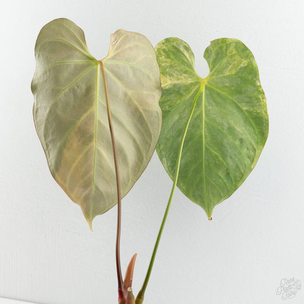 Anthurium Crystallinum variegated (wk8-UF)