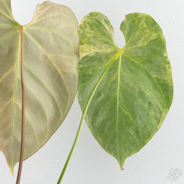 Anthurium Crystallinum variegated (wk8-UF)