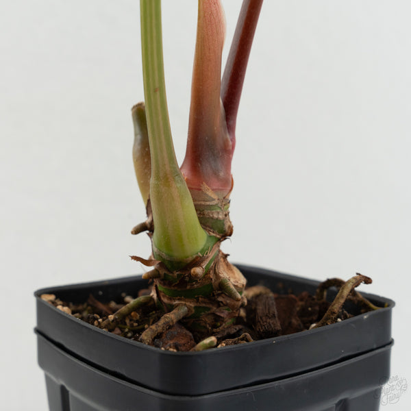 Anthurium Crystallinum variegated (wk8-UF)