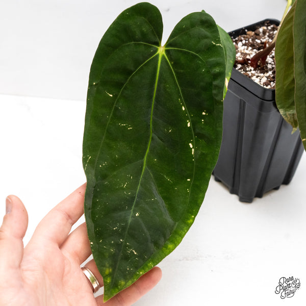Anthurium 'Papillilaminum' ('Long x Long Bullet') (wk45-D)