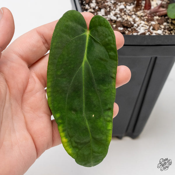 Anthurium 'Papillilaminum' ('Long x Long Bullet') (wk45-D)