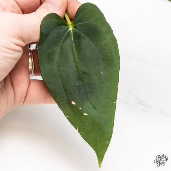 Anthurium Papillilaminum x Dressleri 'Rio Gaunche' (wk51-UR)