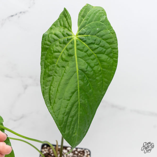 Anthurium Papillilaminum x Rugulosum ('Canal Queen') by Jay Vannini (wk4-E)