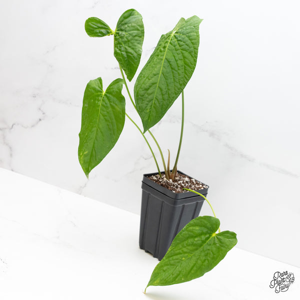 Anthurium Papillilaminum x Rugulosum ('Canal Queen') by Jay Vannini (wk4-E)