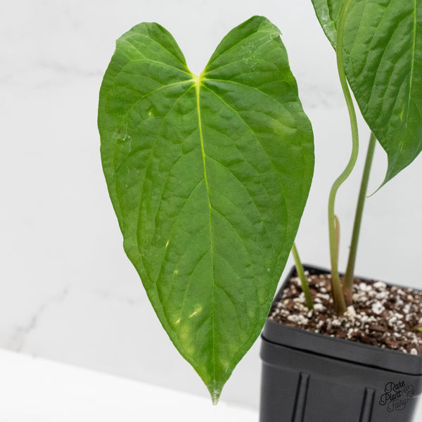 Anthurium Papillilaminum x Rugulosum ('Canal Queen') by Jay Vannini (wk4-E)