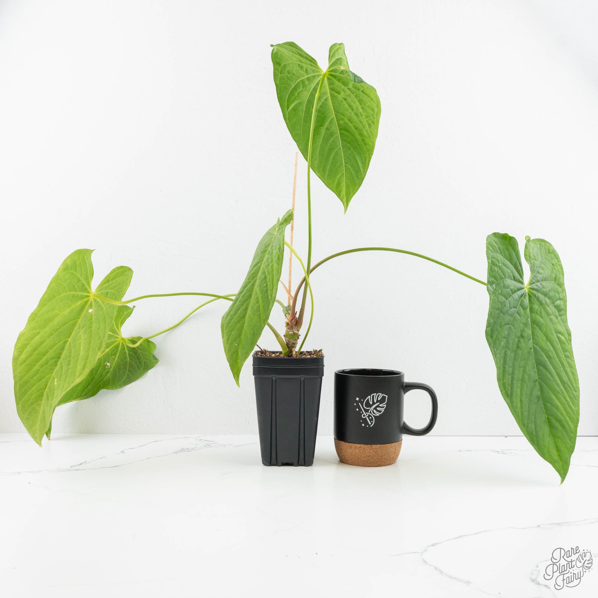 Anthurium 'Canal Queen' (Papillilaminum x Rugulosum) by Jay Vannini (w –  Rare Plant Fairy