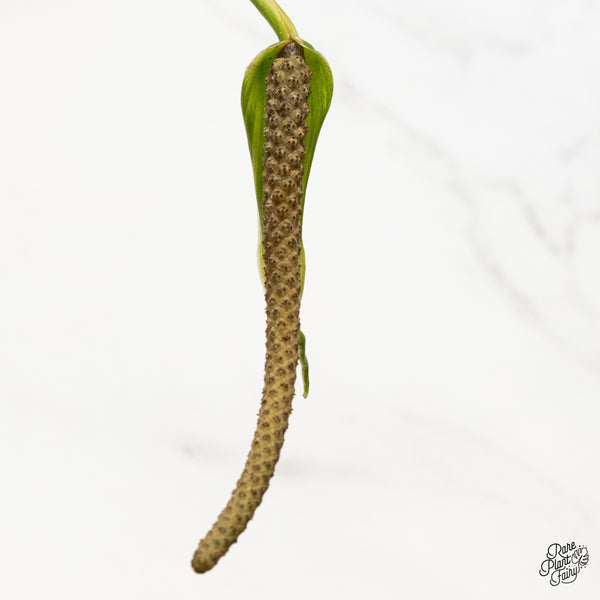 Anthurium Pedatoradiatum Variegated (wk48-UC)