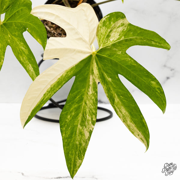 Anthurium Pedatoradiatum Variegated (wk48-UC)