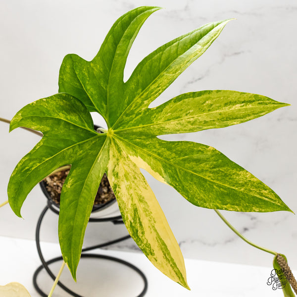 Anthurium Pedatoradiatum Variegated (wk48-UC)