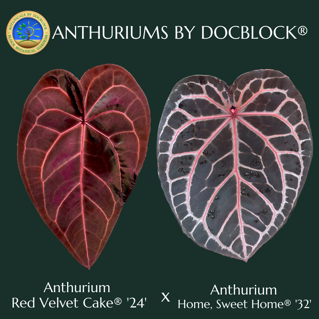 anthurium recavum blood Anthurium Red Velvet Cake '24' x Home, Sweet Home '32' by DocBlock® *G – Rare Plant Fairy