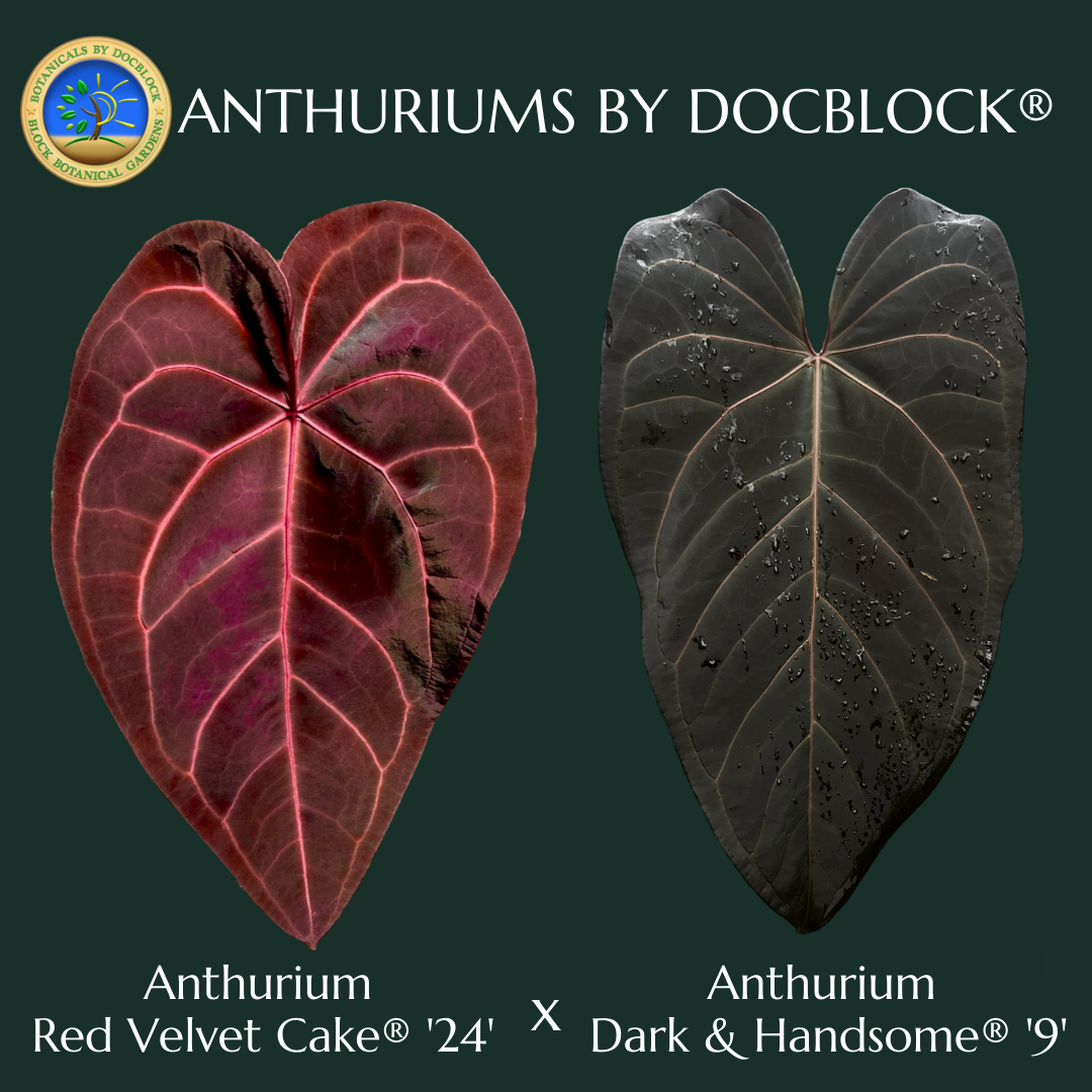 dark red anthurium Anthurium Red Velvet Cake '24' x Dark and Handsome '9' by DocBlock *Grower's choice*