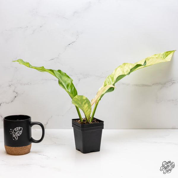 Anthurium 'Renaissance' Variegated (wk3-K)