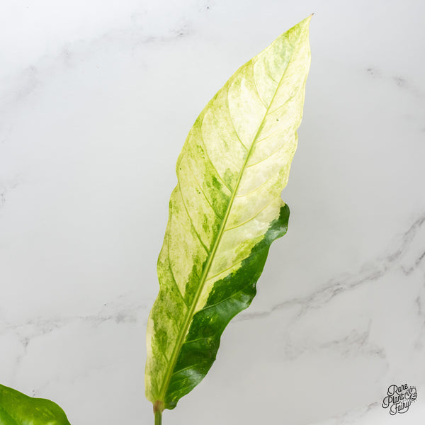 Anthurium 'Renaissance' Variegated (wk3-K)