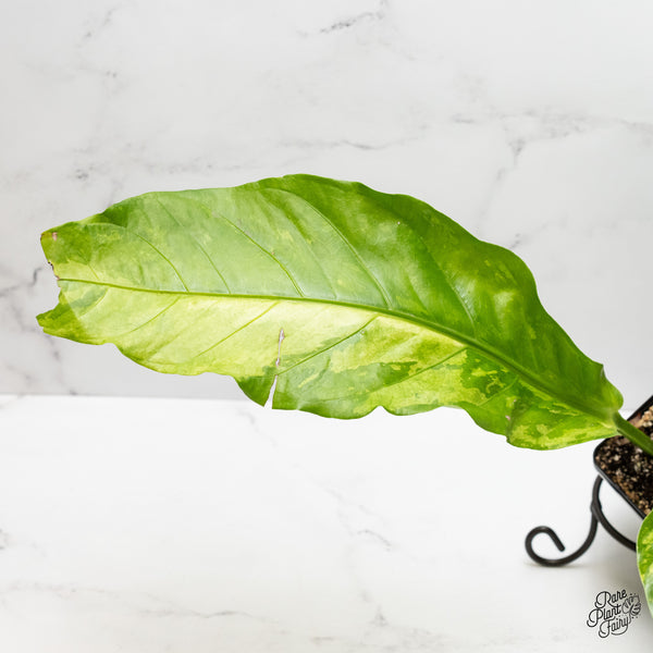 Anthurium 'Renaissance' Variegated (wk3-K)