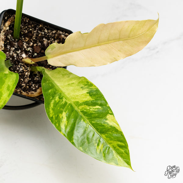 Anthurium 'Renaissance' Variegated (wk3-K)