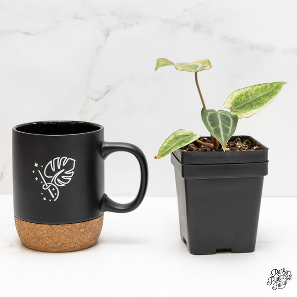 Anthurium NSE Red Crystallinum x Crystallinum Variegated (wk5-UQ)