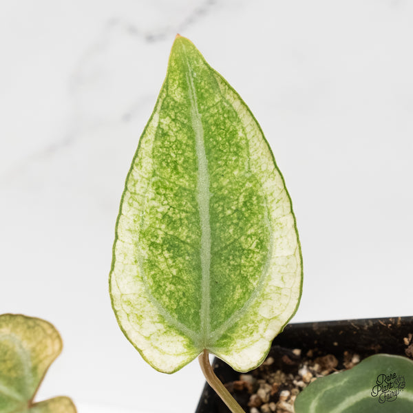 Anthurium NSE Red Crystallinum x Crystallinum Variegated (wk5-UQ)