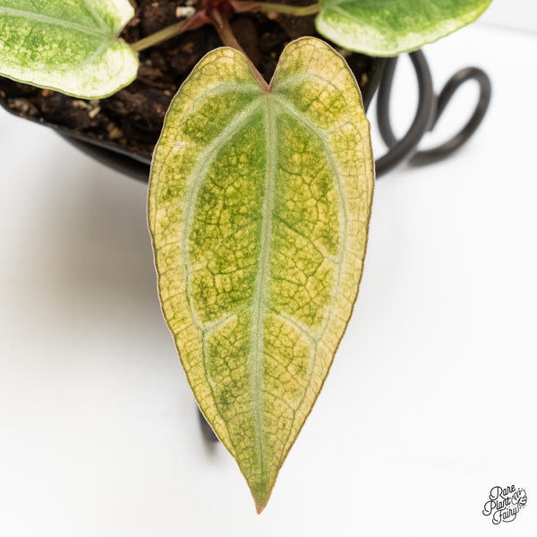 Anthurium NSE Red Crystallinum x Crystallinum Variegated (wk5-UQ)